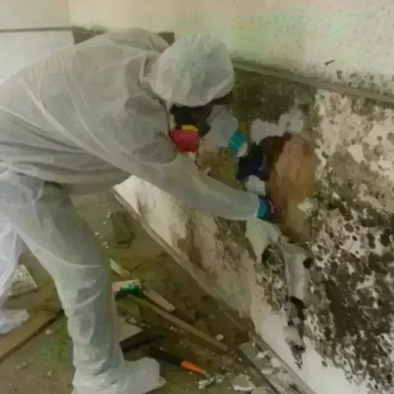 Mold Remediation and Removal in Holly Hill, SC